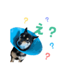 3柴＊こてむぎこじ（個別スタンプ：5）