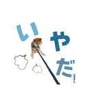 3柴＊こてむぎこじ（個別スタンプ：6）