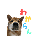 3柴＊こてむぎこじ（個別スタンプ：10）