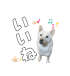 3柴＊こてむぎこじ（個別スタンプ：12）