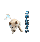 3柴＊こてむぎこじ（個別スタンプ：14）