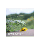 癒しのおはなたち（個別スタンプ：5）