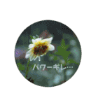 癒しのおはなたち（個別スタンプ：22）