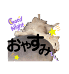 あんこのこ日常会話ver.④（個別スタンプ：12）