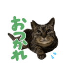 キジトラ猫のゆきちちゃん。（個別スタンプ：1）