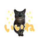 キジトラ猫のゆきちちゃん。（個別スタンプ：2）