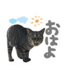キジトラ猫のゆきちちゃん。（個別スタンプ：3）