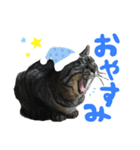 キジトラ猫のゆきちちゃん。（個別スタンプ：4）