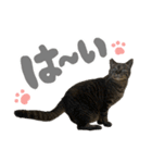 キジトラ猫のゆきちちゃん。（個別スタンプ：5）