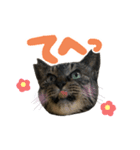 キジトラ猫のゆきちちゃん。（個別スタンプ：6）