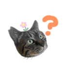 キジトラ猫のゆきちちゃん。（個別スタンプ：8）