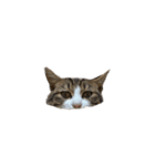 うちのねこのむぎ（個別スタンプ：2）