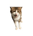 うちのねこのむぎ（個別スタンプ：20）
