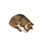 うちのねこのむぎ（個別スタンプ：31）