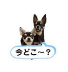 ヨルくんとエギくん（個別スタンプ：10）