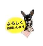 ヨルくんとエギくん（個別スタンプ：11）
