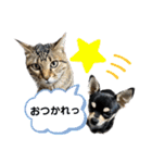 ヨルくんとエギくん（個別スタンプ：14）