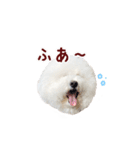 ビションフリーゼもこぴ（個別スタンプ：3）