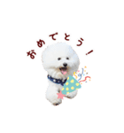 ビションフリーゼもこぴ（個別スタンプ：4）