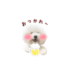 ビションフリーゼもこぴ（個別スタンプ：5）