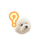 ビションフリーゼもこぴ（個別スタンプ：9）