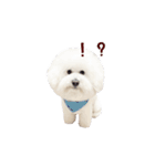ビションフリーゼもこぴ（個別スタンプ：10）
