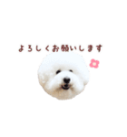 ビションフリーゼもこぴ（個別スタンプ：14）