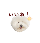ビションフリーゼもこぴ（個別スタンプ：17）