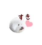 ビションフリーゼもこぴ（個別スタンプ：19）