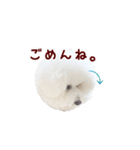 ビションフリーゼもこぴ（個別スタンプ：22）