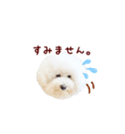 ビションフリーゼもこぴ（個別スタンプ：23）