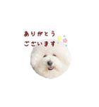 ビションフリーゼもこぴ（個別スタンプ：25）