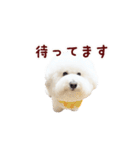 ビションフリーゼもこぴ（個別スタンプ：27）