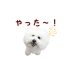ビションフリーゼもこぴ（個別スタンプ：28）