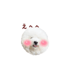 ビションフリーゼもこぴ（個別スタンプ：30）
