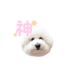 ビションフリーゼもこぴ（個別スタンプ：32）