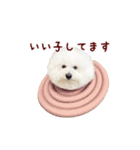 ビションフリーゼもこぴ（個別スタンプ：33）