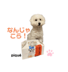ピケその9（個別スタンプ：1）
