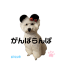 ピケその9（個別スタンプ：4）