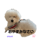 ピケその9（個別スタンプ：5）