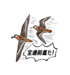 日本の野鳥7（個別スタンプ：16）