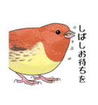 日本の野鳥7（個別スタンプ：18）