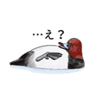 日本の野鳥7（個別スタンプ：23）