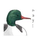 日本の野鳥7（個別スタンプ：28）