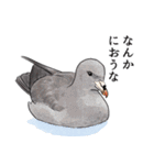 日本の野鳥7（個別スタンプ：33）