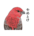 日本の野鳥7（個別スタンプ：35）