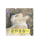 のりお＆あさり（個別スタンプ：36）