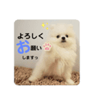 まる様のおスタンプ（個別スタンプ：11）