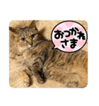 まったり日常挨拶。（個別スタンプ：13）