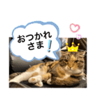 まったり日常挨拶。（個別スタンプ：16）